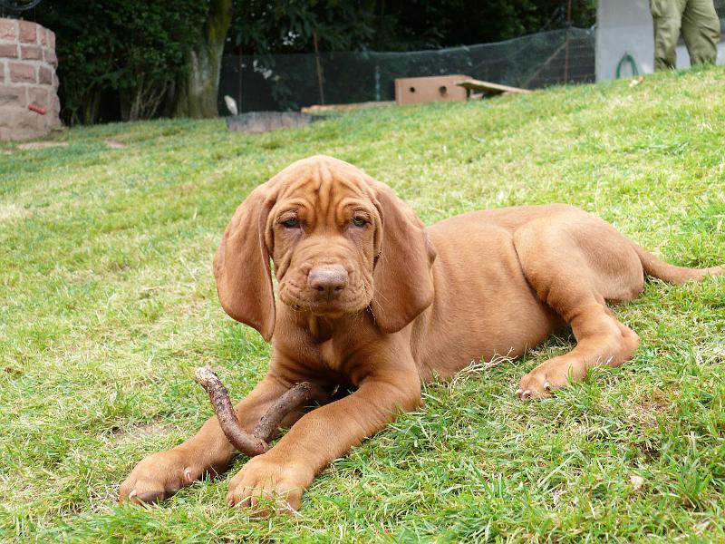 P1010944.JPG - Ich bin Atreju vom Überwlad