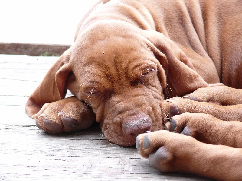 P1010966.JPG - unser Atreju